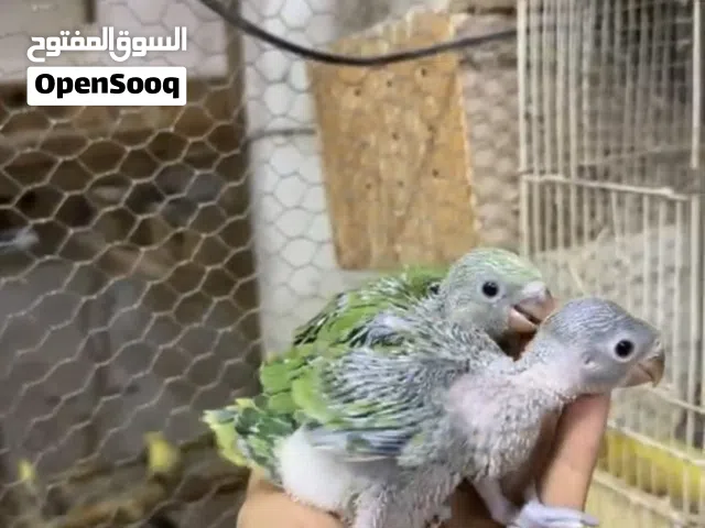 للبيع فروخ متو اخضر