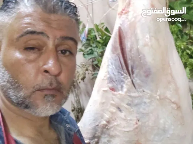 الحاج محمد ابو العز لذبح الاضاحي والعقائق والنذور خراف وعجول بكافه انواعها