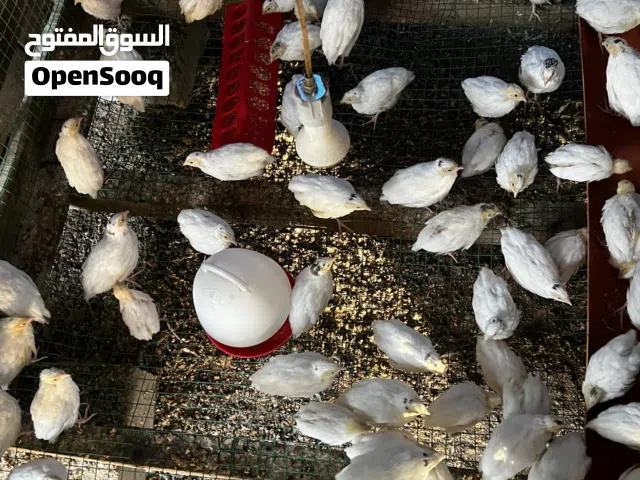 للبيع فري تكساس xxxl حجم طيب