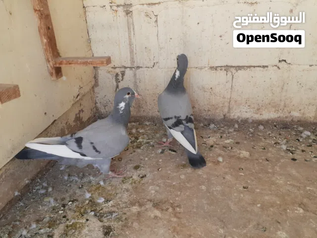 فراخ بلق لون ازرق