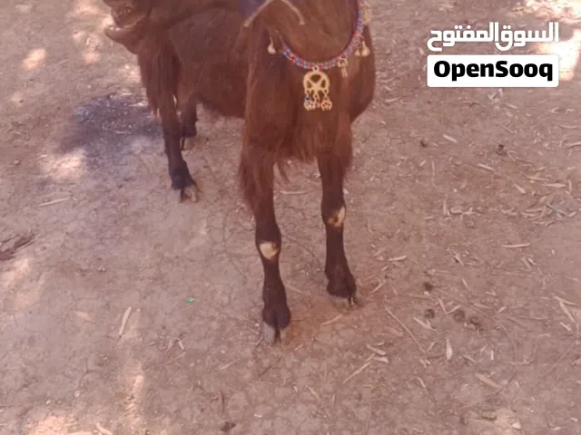 يوجد لدينا عنز شامي بسعر 165
