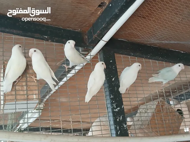 بسم البه مشاءالله متاح كوبيات بركديلو البينو وكوبيه سحابيه لفه بيضه ربي يبارك