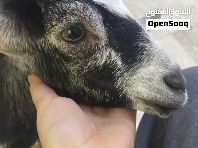 تيس صغير للبيع