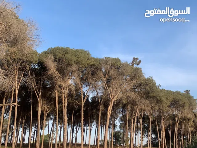 ابو همام احمد