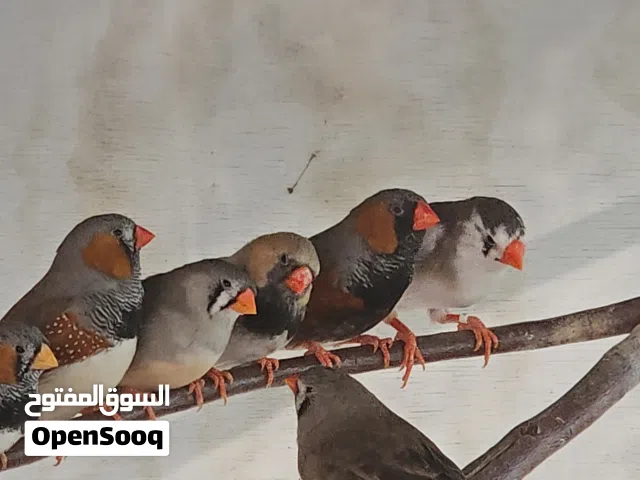 زيبرا حجم فوق المتوسط