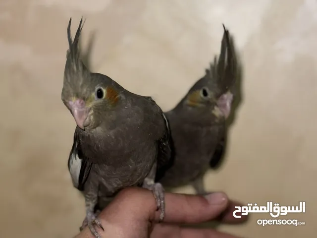 جوز كوكتيل اليف