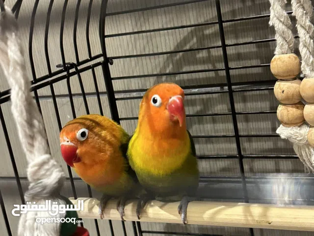 Fisher bird with new large cage