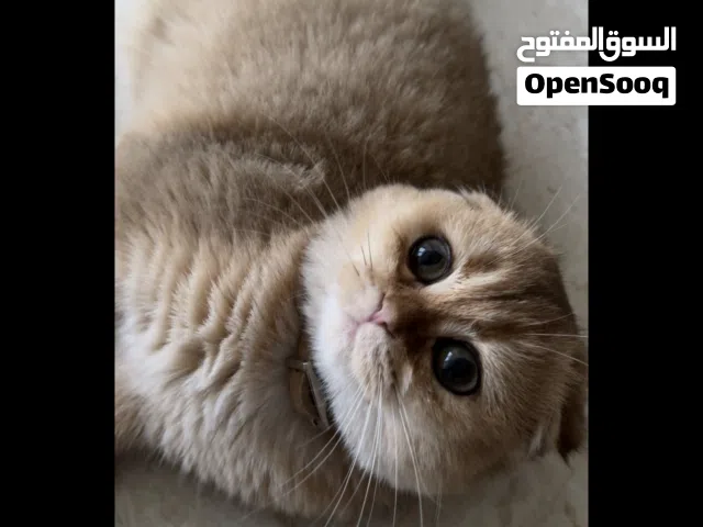 Scottish fold female pedigree