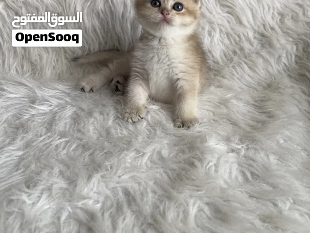 قطه لل حجز