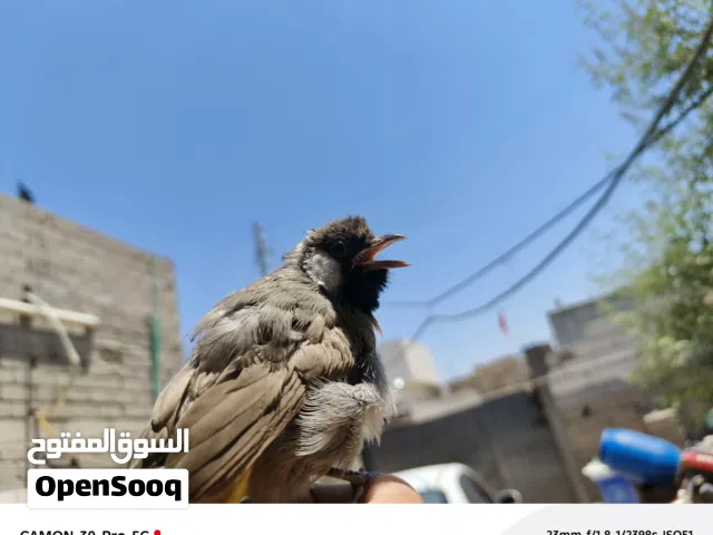 بلبل اليف مخلف نص صبغه سعره 50 قفللللل مكاني گرمة علي