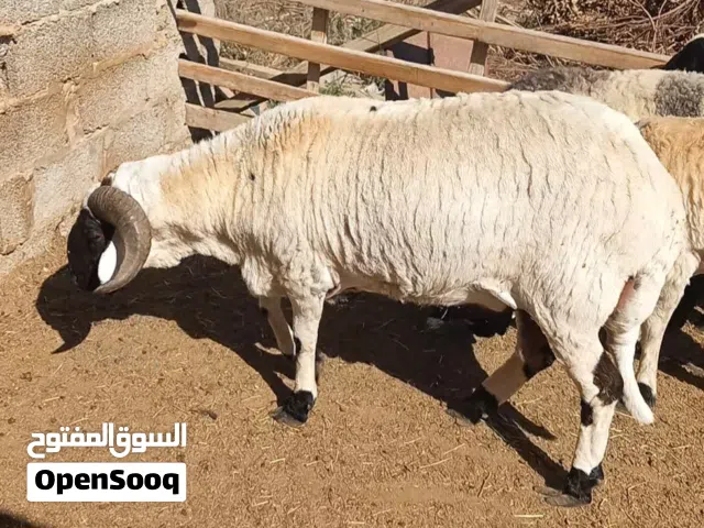 تني ك مبدل للبيع