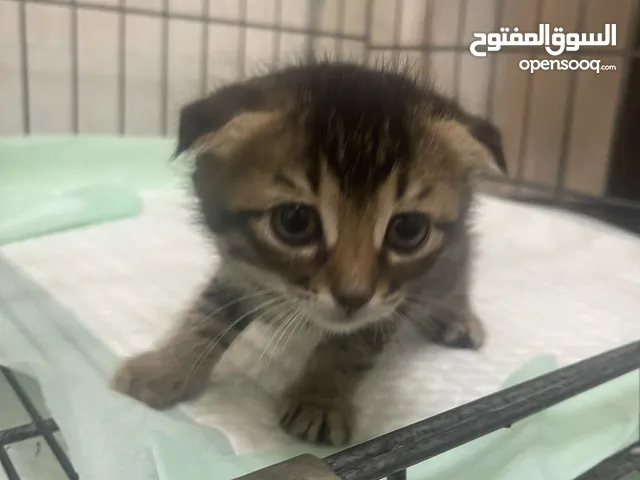 Scottish fold cat playful cat is 2 months old and can eat cat biscuits