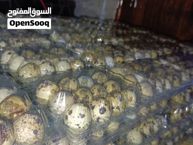 بيض سمان للتفقيس وللاكل