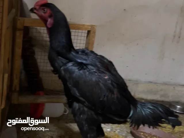 Turkey fighter male