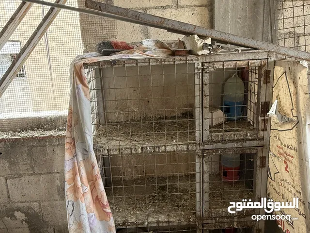 قنون حديد 14 عين جبل النصر
