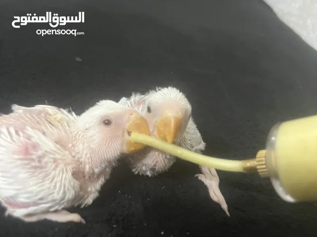 فروخ روز/ لوف بيرد احجام طيبه للبيع