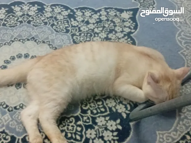 قطط شيرازية نضيفة كيوت للبيع