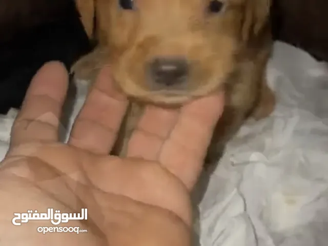 للبيع جروه قولدن انثي عمرها40يوم