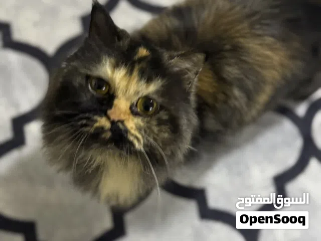 قطه شيرازي أنثى العمر 7 شهر
