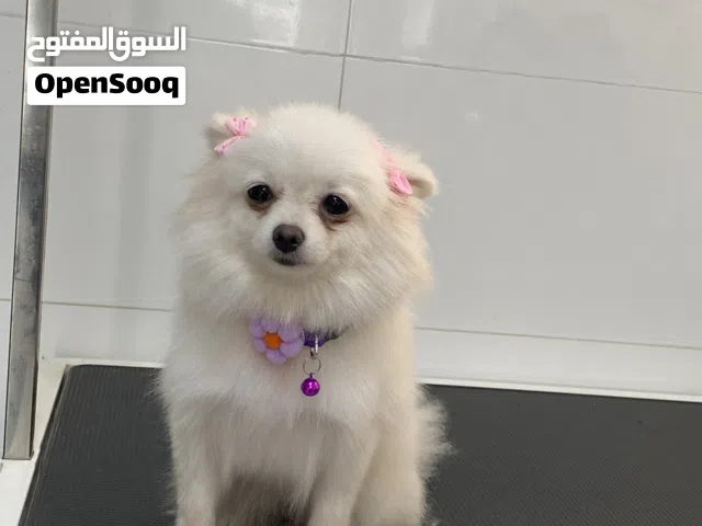 Pomeranian female very well trained potty
