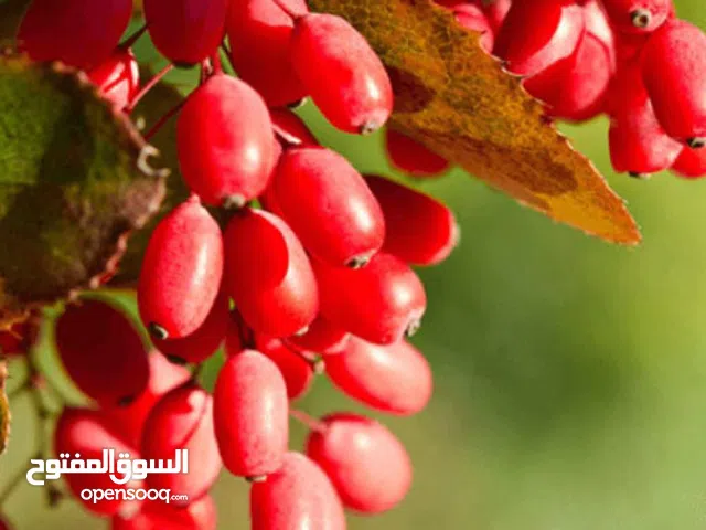 البرباريس المنتفخ بذور الرمان البرباريس