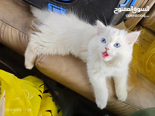 قطه شيرازيه