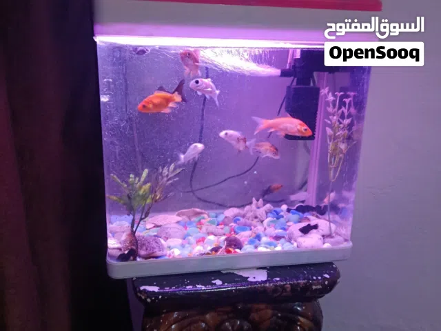 حوض سمك اجنبي كامل للبيع