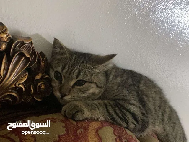 قطه للتبني ........