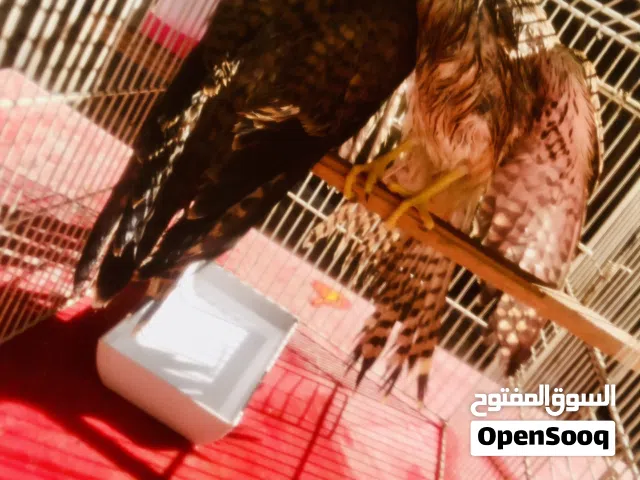 كوبيه صغار ربي يبارك مروضات عمرهم تلات شهور ونص مزال يزيدو ف حجم