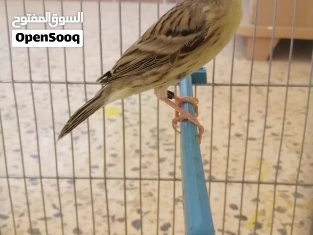 انتايه كناري نوع اغات