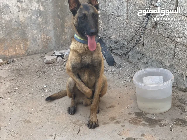 جرو مالنيوه عمره 700 درجه لبيع او افاري