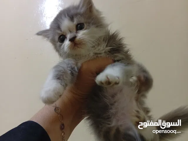 قطط هيمالايا ميكس 3كيتنز عمرهم 40يوم متعودين على الليتر بوكس والأكل الجاف والرطب