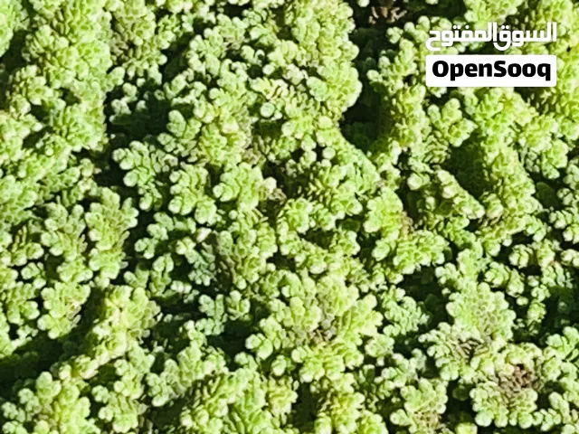 متوفر علف مجاني هي علف الازولا