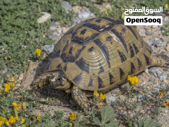 سلحفاة يونانيه