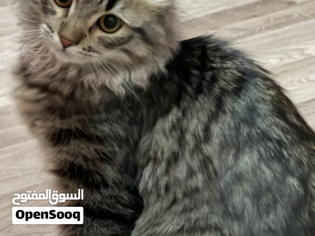 قط (6 اشهر) للبيع، هادئ جدا و لطيف 6 month old kitten for sale