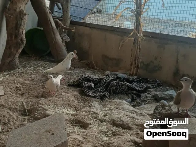 للبيع محميه طيور أقرى الوصف اول شي