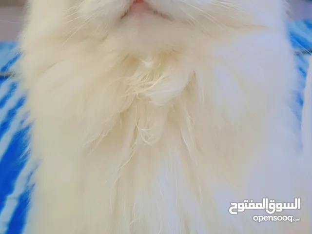 قطه شيرازيه جميله