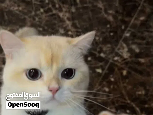 قط ذكر برتش