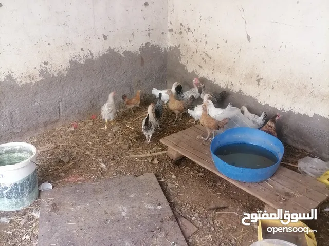 دجاج محلي للبيع