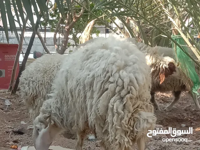 غنم للبيع خرفان وراجين فحل و اربع نعاج
