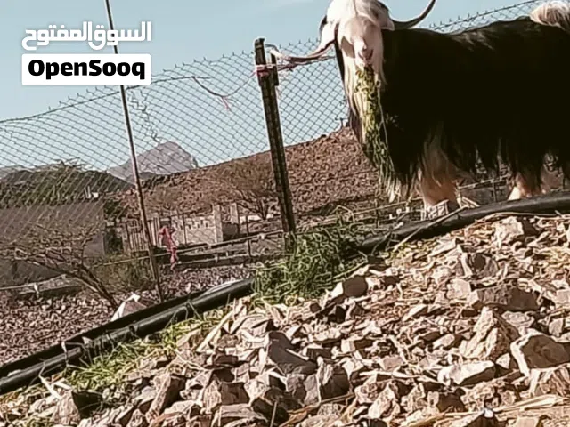 تيس اسود ملكي من حلال الرحوب
