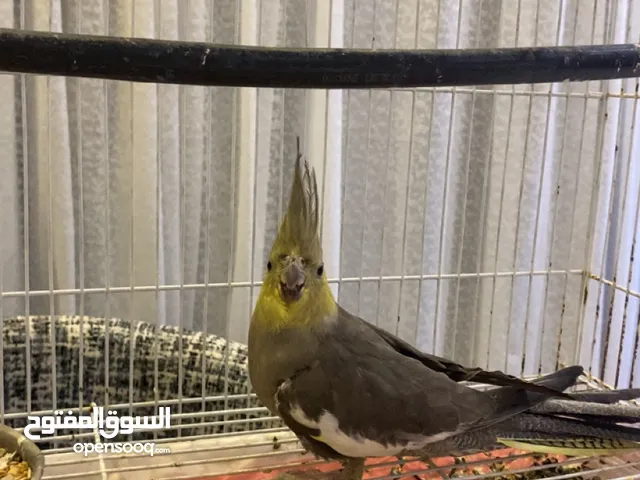 بغبغاء كوكتيل