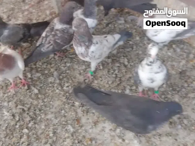 متاح تور اللبيع العدد14 زوج7 كلهن فروخ زغار