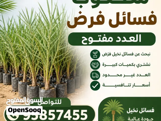مطلوب شراء فسائل نخيل فرض
