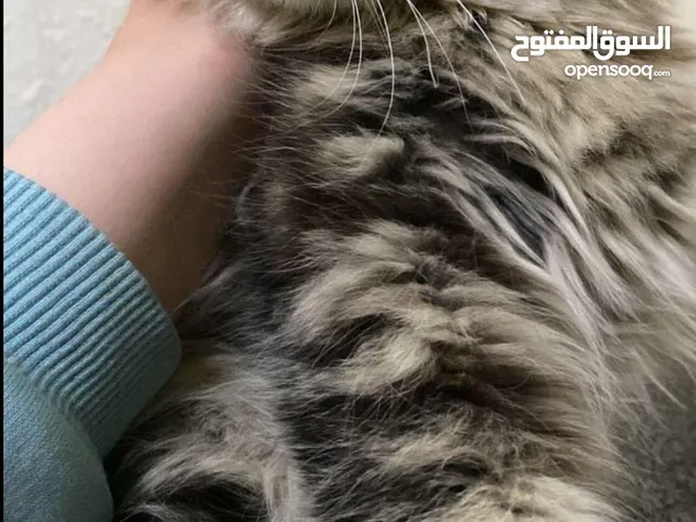 قطه شانشيلا جميلة جدا للتبني بدون مقابل مستعجل