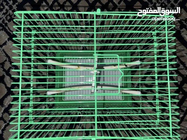 ببغاء الكوكتيل (غير أليف)
