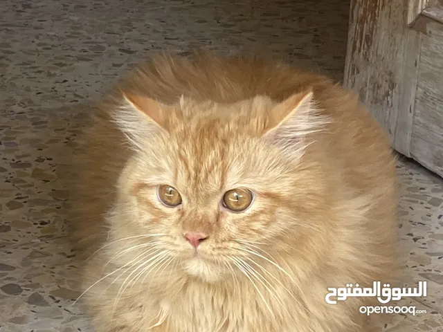 قط فارسي اصفر