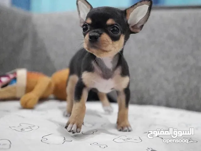 Chihuahua puppies