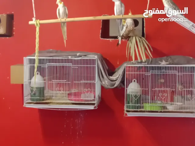 طيور كروان للبيع