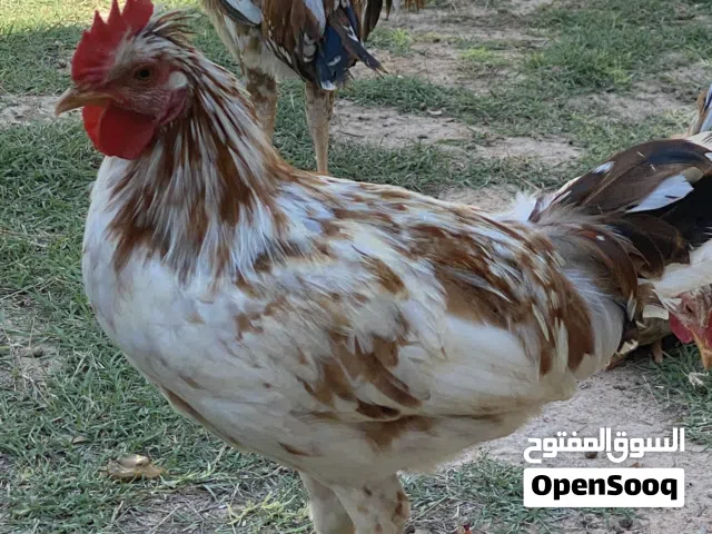 6 ديوك للبيع بصحه ربي يبارك